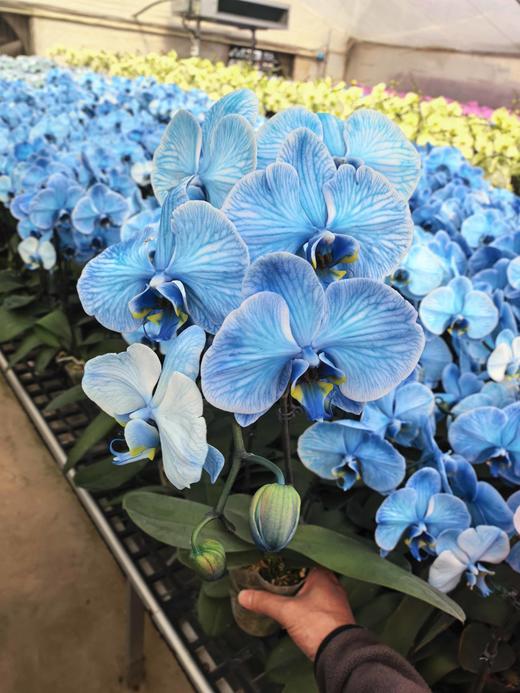 马卡龙蝴蝶兰盆栽单支3.0杯 商品图9