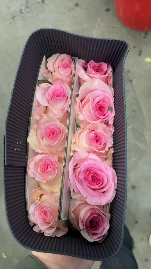 花木里洛神 商品图2