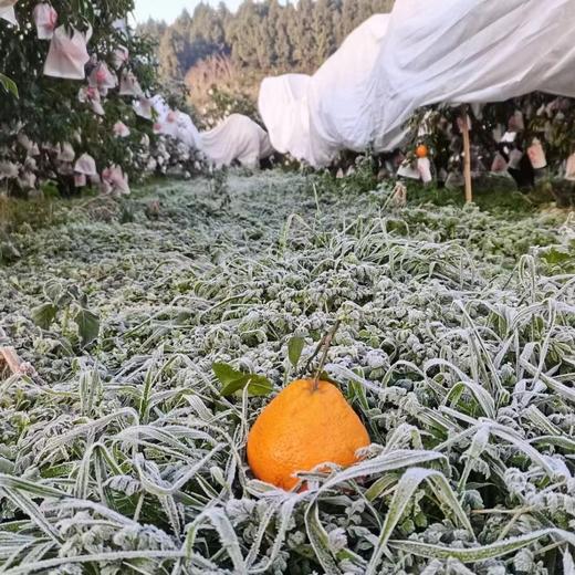 这才是真“春见”！“晚熟的”春见耙耙柑“晚熟”的原因是没有过多人工干预，遵循自然，这是一份有健康滋味的耙耙柑！放几天更好吃~ 商品图2