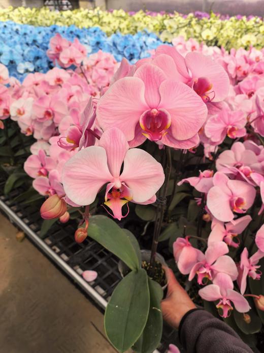 马卡龙蝴蝶兰盆栽单支3.0杯 商品图8