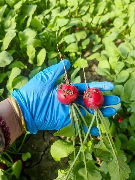 【樱桃萝卜】天津特产沙窝产地樱桃萝卜29.9元5斤！现拔现发，顺丰包邮，送货上门! 商品图1