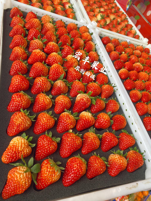 丹东红颜草莓  颜色好 口感很好 活动价‼️‼️69元一箱 商品图1