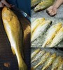 【浙江舟山海捕】东海新鲜速冻大黄鱼300-350g/条*2条 商品缩略图3
