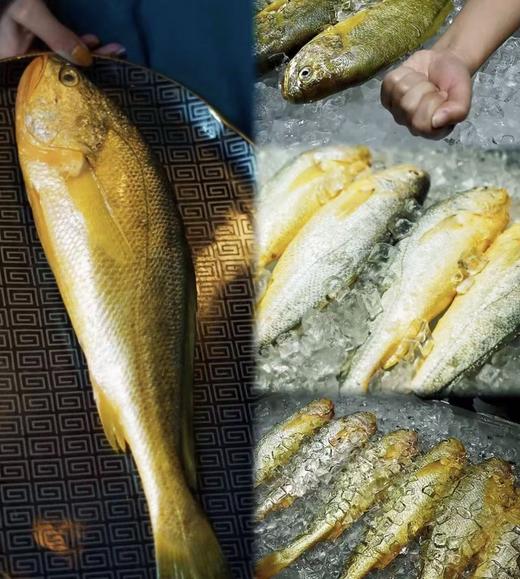 【浙江舟山海捕】东海新鲜速冻大黄鱼300-350g/条*2条 商品图3