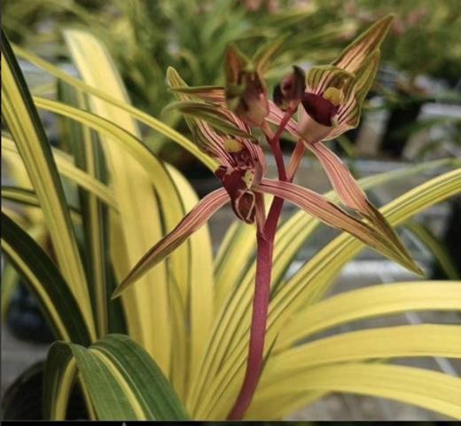 “兰花之乡”翁源精品国兰， 八款风雅品种， 兰花场直发，带盆发货，30天不活包赔【G】 商品图9