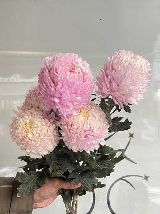 马来西亚-【牡丹菊】浅粉 商品图1