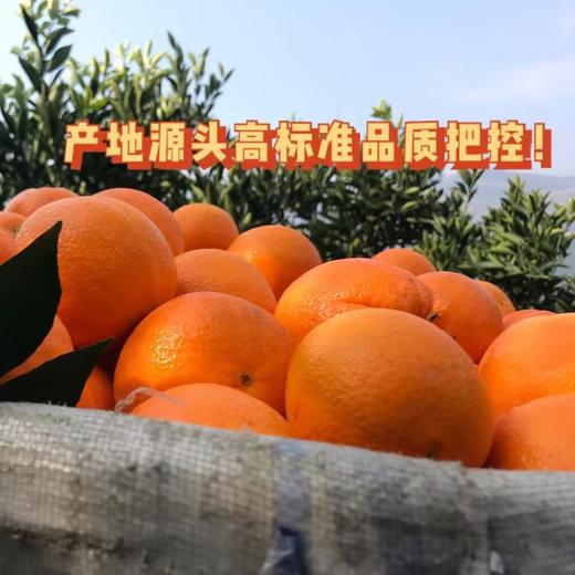 【秭归中华红橙】脐橙之乡湖北秭归新鲜采摘发货，皮薄肉厚，果肉脆嫩化渣，汁多味浓，橙子中的颜值担当 商品图4