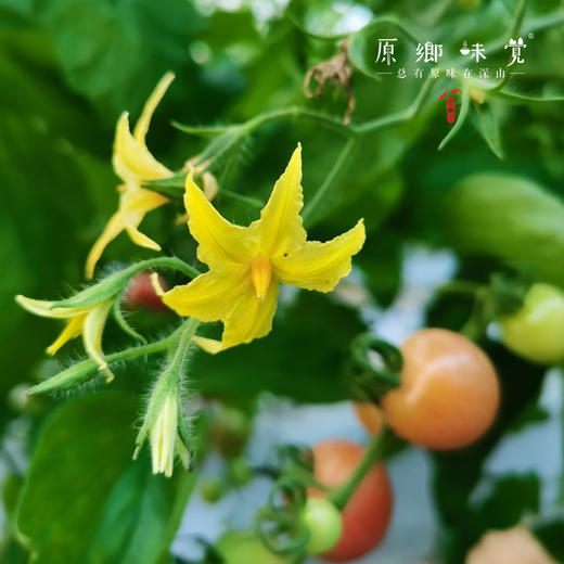 生态樱桃小番茄（基地直发-顺丰包邮）| 3斤/件，来自福建福州，生产者：魏长【合作生产，公平贸易】 商品图7