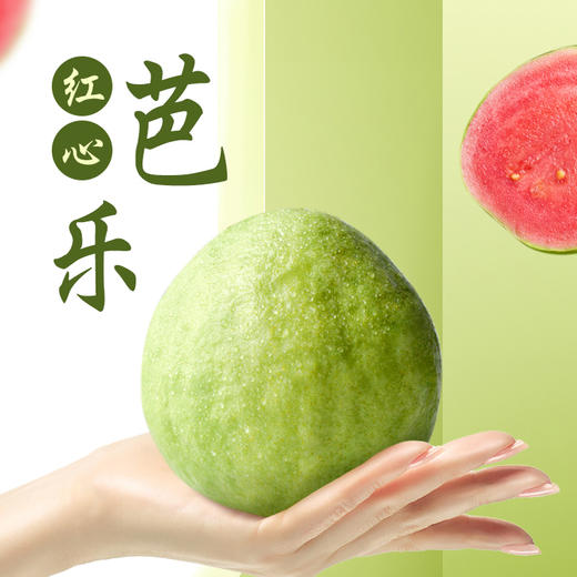 【芭乐】树熟芭乐果香四溢清甜爽口 冰淇淋口感软糯香甜（红心/白心） 商品图2