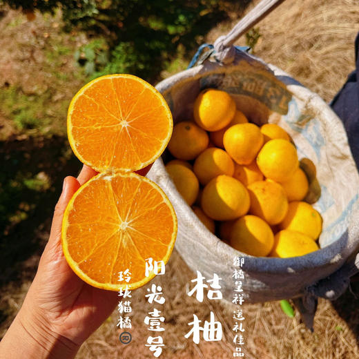 阳光一号桔柚 皮薄多汁鲜甜现摘先发 商品图0