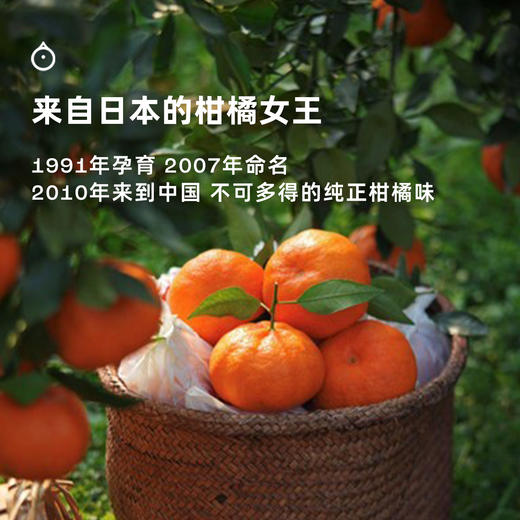 2月24日起发企鹅市集|四川眉山 甘平蜜橘 礼盒装/家庭装可选 滋味浓郁 果粒分明 商品图2