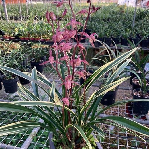 “兰花之乡”翁源精品国兰， 八款风雅品种， 兰花场直发，带盆发货，30天不活包赔【G】 商品图8