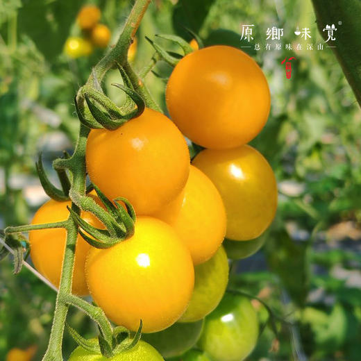 生态樱桃小番茄（基地直发-顺丰包邮）| 3斤/件，来自福建福州，生产者：魏长【合作生产，公平贸易】 商品图13