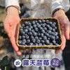 露天花香蓝莓 商品缩略图2