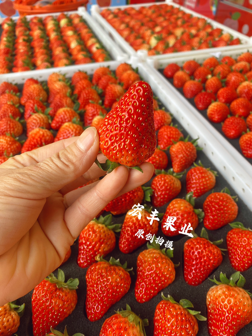 丹东红颜草莓  颜色好 口感很好 活动价‼️‼️69元一箱