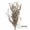 永生花材 | 橄榄叶 商品缩略图1