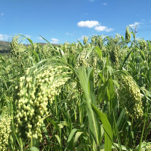 大黄米沙棘年糕 500g      切记！切记！切记！无需解冻，直接上锅蒸透变软即可。 商品图4