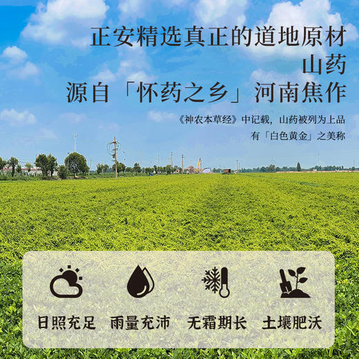 正安 河南焦作山药 霜降后采挖优质原材 肉质饱满纹理清晰颗粒状明显 脾胃虚弱温和养护 上班族茶饮家庭汤料日常食养 250g/罐 商品图4
