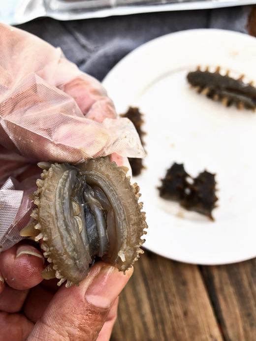 春节礼盒·鲜食海参  没有冰衣保水剂 口感劲道 肉质肥厚 商品图4