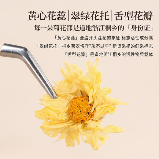 正安 浙江桐乡菊花 轻松拿下火气 菊花茶 办公室茶饮花草茶 朵大香甜润爽 优质原材 菊花60g/罐 商品图12