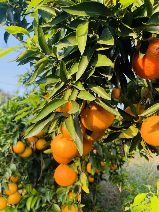 NFC橙汁|真果汁 狠简单  16年匠心只为一口鲜甜【清明期间正常发货】 商品图1