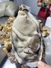 海阳鲜肥生蚝 商品缩略图2