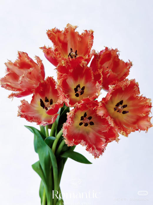 【方德郁金香】贝蒂 毛边橙 10 枝/扎 商品图0