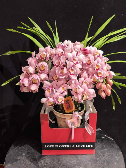 年宵花卉大花蕙兰拱兰专送广州佛山顺德香港澳门珠三角地区 商品图0