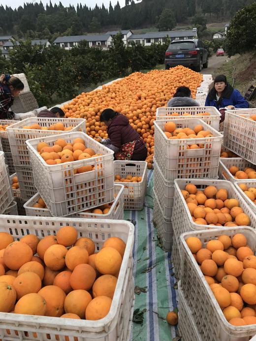 NFC橙汁|真果汁 狠简单  16年匠心只为一口鲜甜【清明期间正常发货】 商品图2