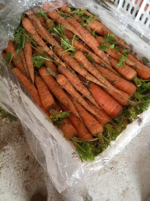 水果胡萝卜，脆甜，3斤一份 商品图0