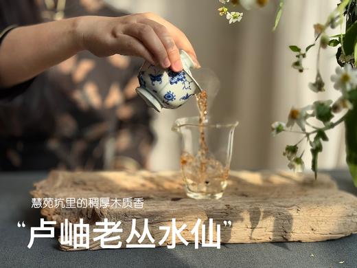【好茶来了】卢岫老丛水仙，慧苑坑里稠厚队伍中的，一枝独秀，尽是木质芬芳！ 商品图9