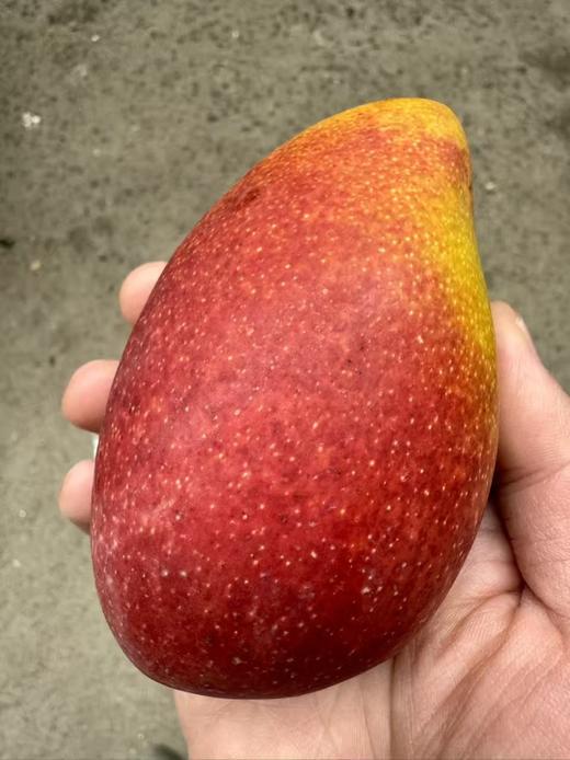 ＃特级贵妃芒＃出口级，真正树上熟，不泡药，不催熟，无公害认证，细腻，香甜，多汁，不拉丝，不卡牙 商品图6