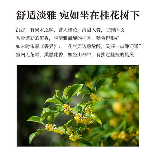 正安 桂花沉檀线香 五味本草香料静心舒缓 健康醇香净化空间线香 20g/盒（约70根） 商品图3