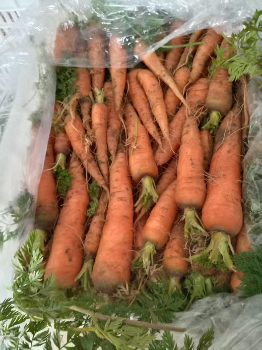 水果胡萝卜，脆甜，3斤一份 商品图1