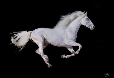 【签名版】钟书阁×米巧铭 | 鲜衣怒马《马》系列版画 商品图1