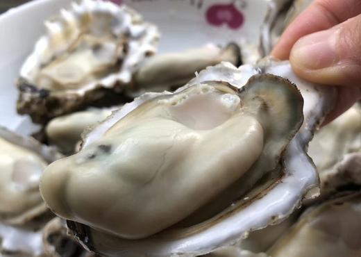 海阳鲜肥生蚝 商品图3