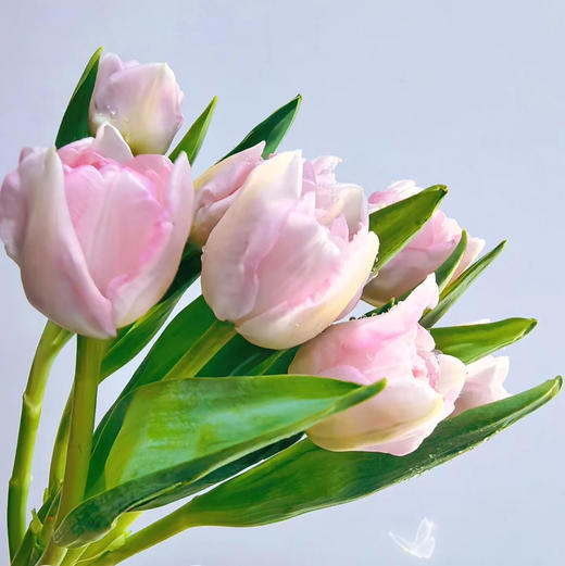 郁金香.猫爪慕斯 商品图0