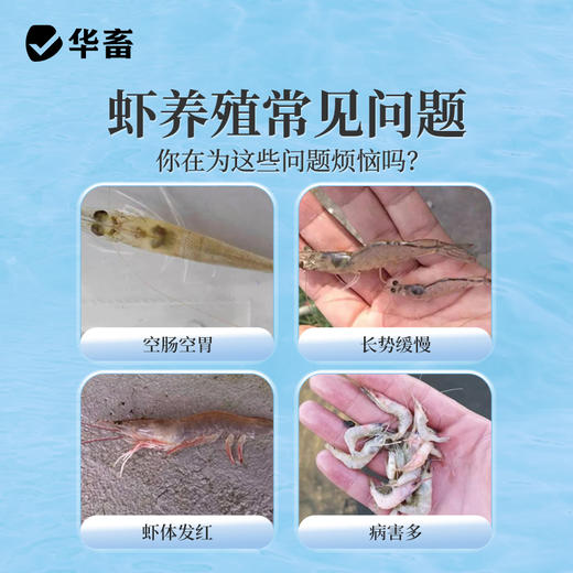 华畜 活力虾 吃得多 长得快 体质健 商品图1