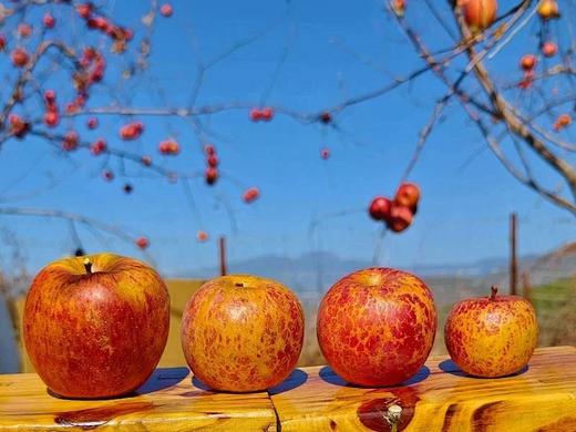 有机苹果刺梨四神汤饮 【基地直发】 商品图3