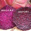 010红心火龙果干  膳食纤维高 零添加不熏硫 颜色更深 营养物质含量丰富 新鲜整果大片圆切 商品缩略图2