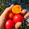 特惠活动『攀枝花露天小番茄』自有番茄园专属种植，酸甜爽口，鲜嫩爆浆 商品缩略图0