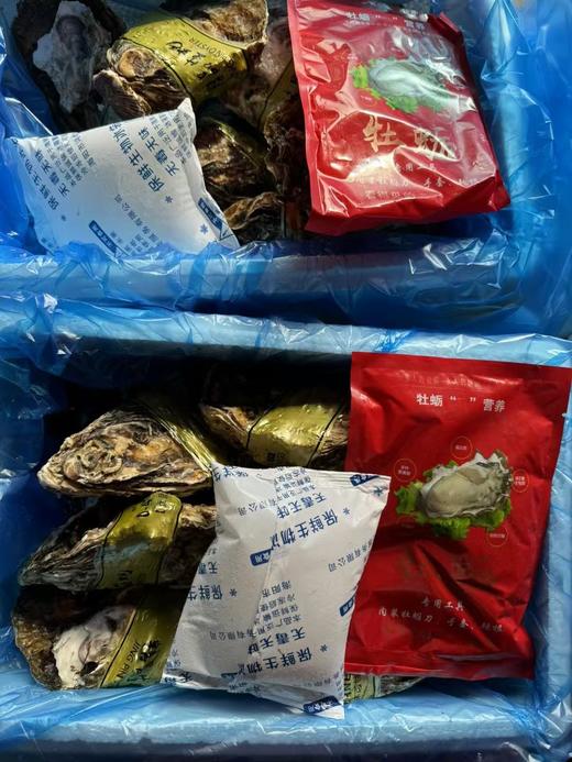 海阳鲜肥生蚝 商品图9