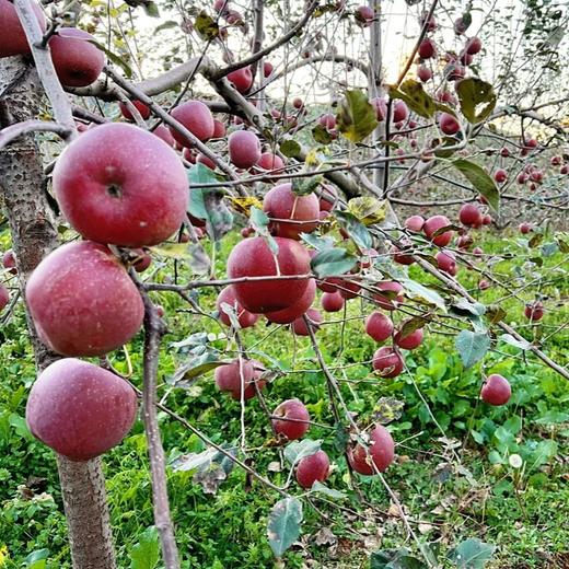 有机苹果刺梨四神汤饮 【基地直发】 商品图2