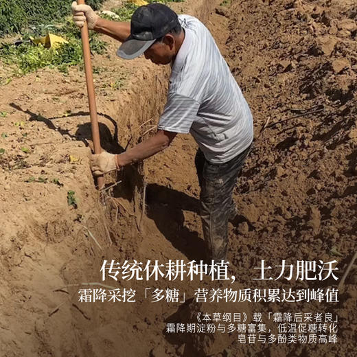 正安 河南焦作山药 霜降后采挖优质原材 肉质饱满纹理清晰颗粒状明显 脾胃虚弱温和养护 上班族茶饮家庭汤料日常食养 250g/罐 商品图6