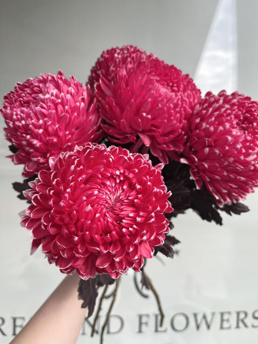 马来西亚-【牡丹菊】古典红 商品图6