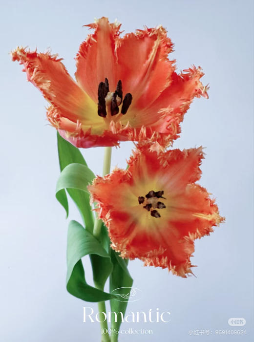 【方德郁金香】贝蒂 毛边橙 10 枝/扎 商品图3