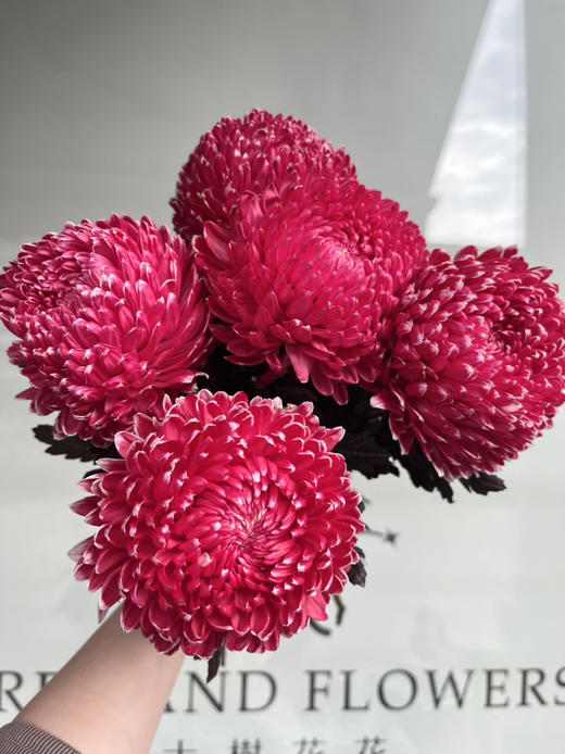 马来西亚-【牡丹菊】古典红 商品图5