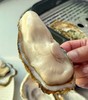 海阳鲜肥生蚝 商品缩略图0
