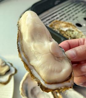 海阳鲜肥生蚝
