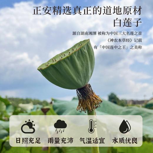 【白莲子 】湖南湘潭产地去芯莲子250g/罐  优质原材 甘平下火降燥温养口感粉糯清甜  商品图12